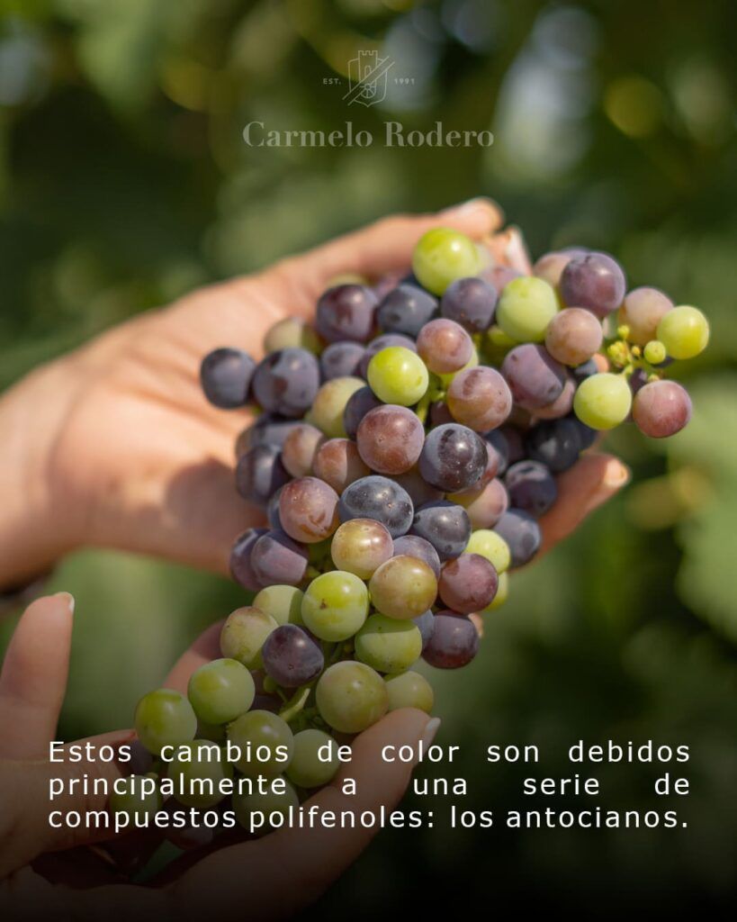 Desniete en el viñedo 2 envero 3 1