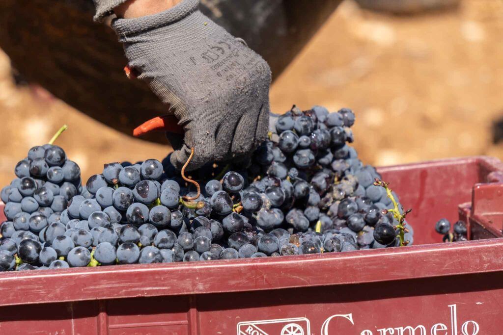 Bodega Carmelo Rodero vendimia