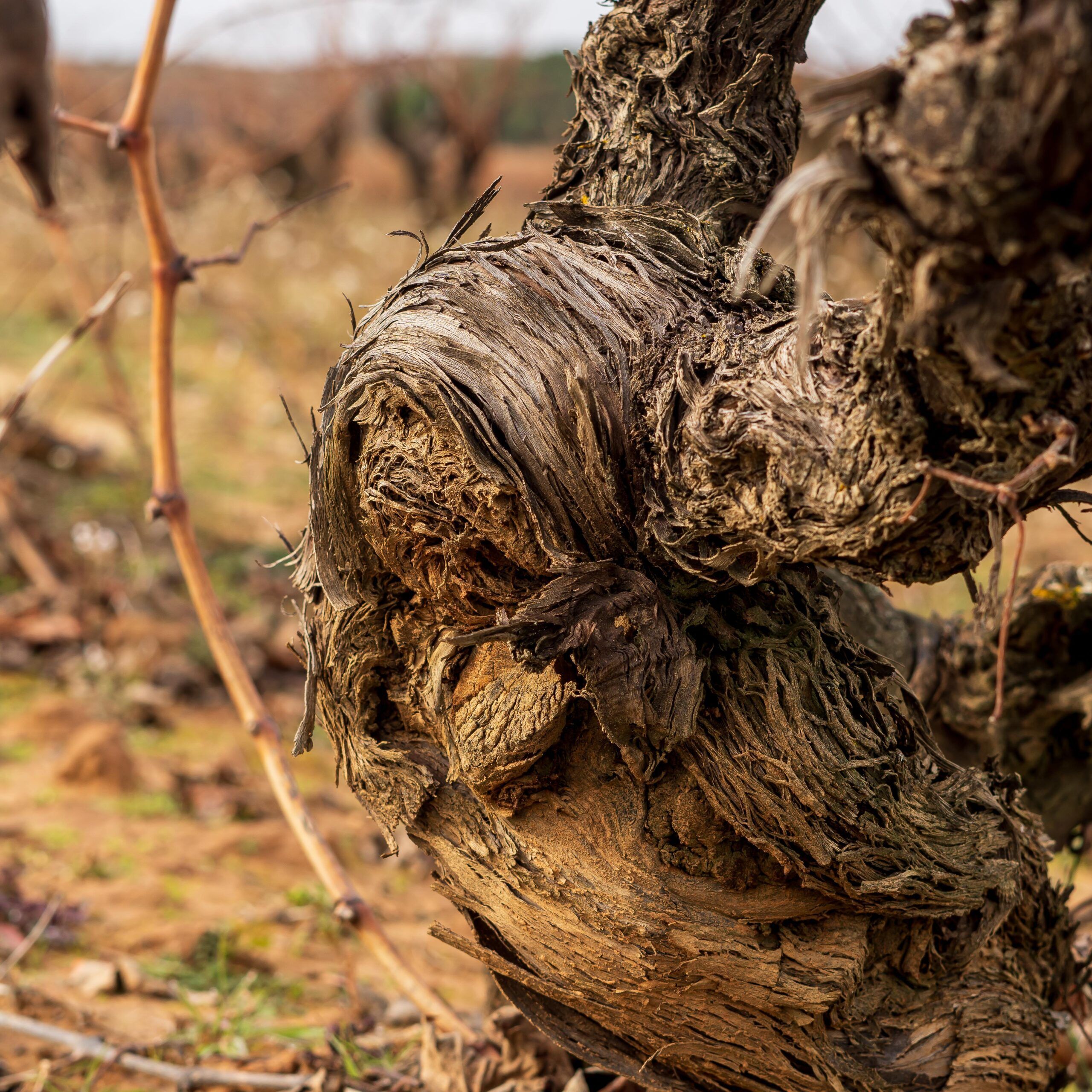 Viñedos de Carmelo Rodero